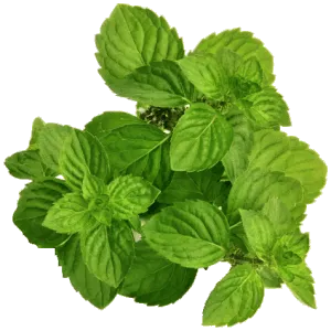 Cornmint Oil – Standard Packing – 25 kgs HDPE box – $15/kgs