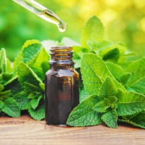 Mentha Arvensis Oil Crude – Standard Packing – 25 kgs HDPE box – $15/kgs
